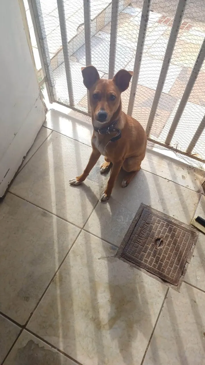 Cachorro ra a SRD-ViraLata idade 2 a 6 meses nome Melissa