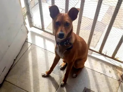 Cachorro raça SRD-ViraLata idade 2 a 6 meses nome Melissa