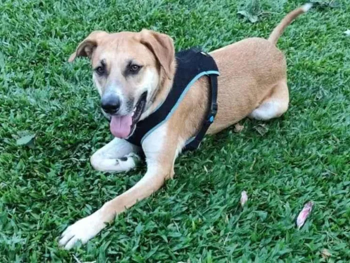 Cachorro ra a SRD-ViraLata idade 2 anos nome Bernoulli