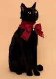 Pretinha 