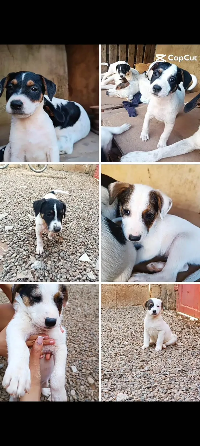Cachorro ra a SRD-ViraLata idade Abaixo de 2 meses nome A escolha do dono 