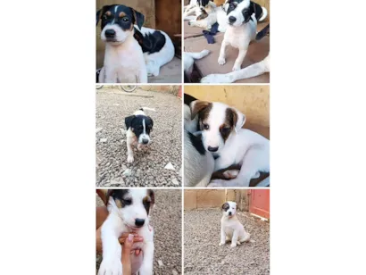 Cachorro raça SRD-ViraLata idade Abaixo de 2 meses nome A escolha do dono 