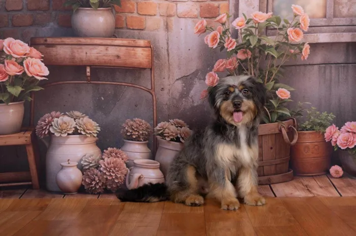 Cachorro ra a SRD-ViraLata idade 1 ano nome Xuxa 