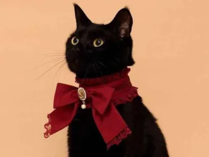 Gato raça SRD-ViraLata idade 7 a 11 meses nome Pretinha 