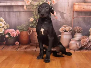 Cachorro raça SRD-ViraLata idade 2 a 6 meses nome Bento 