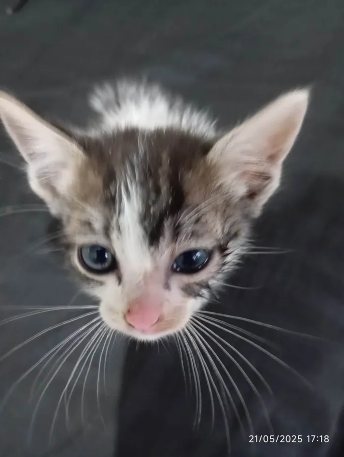Gato ra a SRD-ViraLata idade Abaixo de 2 meses nome Não tem
