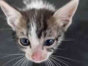 Gato raça SRD-ViraLata idade Abaixo de 2 meses nome Não tem