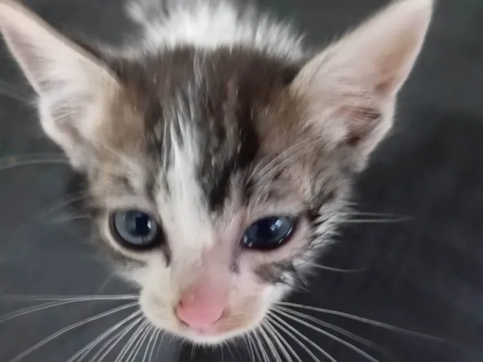 Gato ra a SRD-ViraLata idade Abaixo de 2 meses nome Não tem