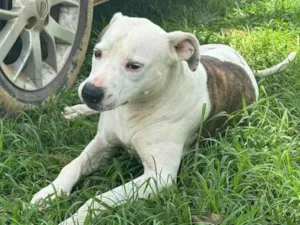 Cachorro raça SRD-ViraLata idade 2 anos nome Theo 