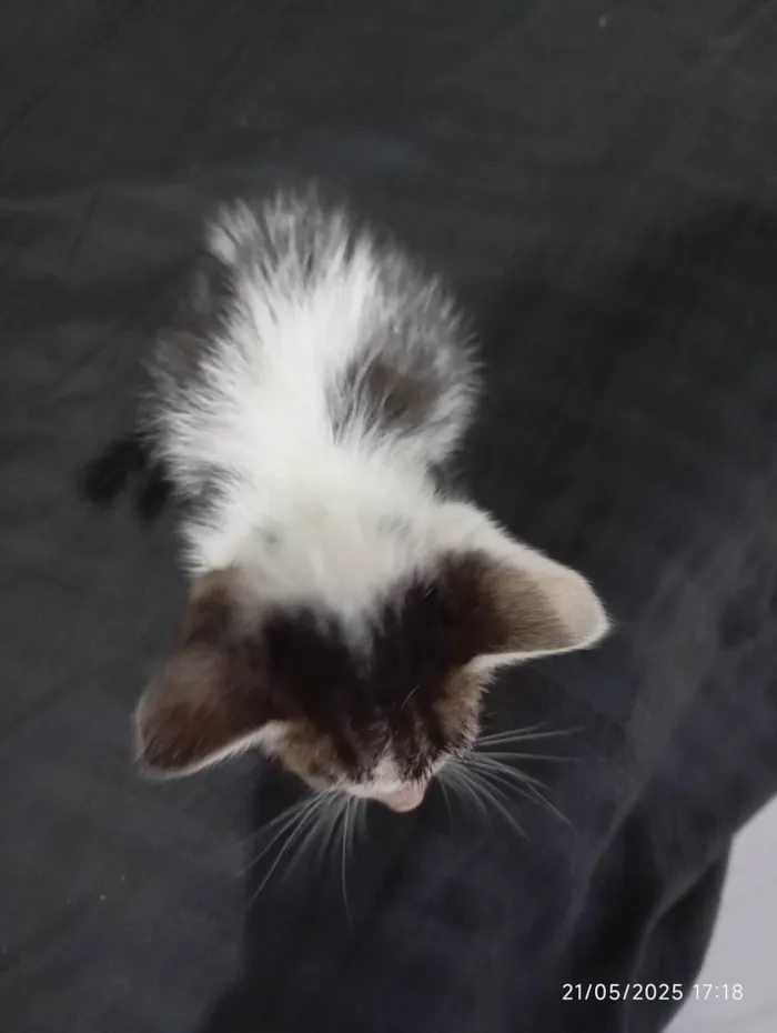 Gato ra a SRD-ViraLata idade Abaixo de 2 meses nome Não tem