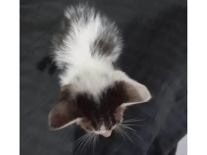 Gato ra a SRD-ViraLata idade Abaixo de 2 meses nome Não tem