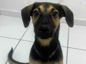 Cachorro raça SRD-ViraLata idade 7 a 11 meses nome Billy 