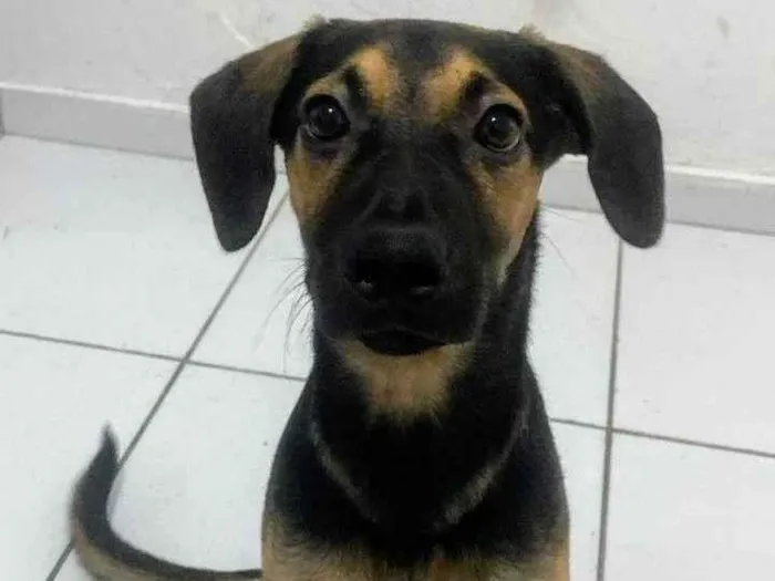 Cachorro ra a SRD-ViraLata idade 7 a 11 meses nome Billy 