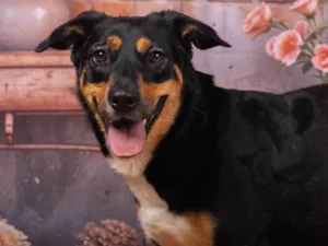 Cachorro raça SRD-ViraLata idade 2 anos nome Kyara 