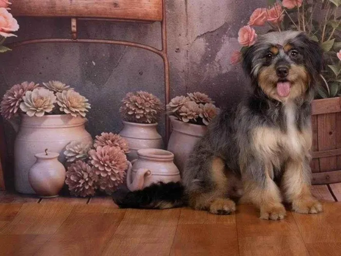 Cachorro ra a SRD-ViraLata idade 1 ano nome Xuxa 