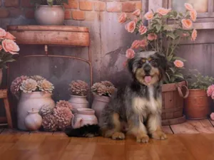 Cachorro raça SRD-ViraLata idade 1 ano nome Xuxa 