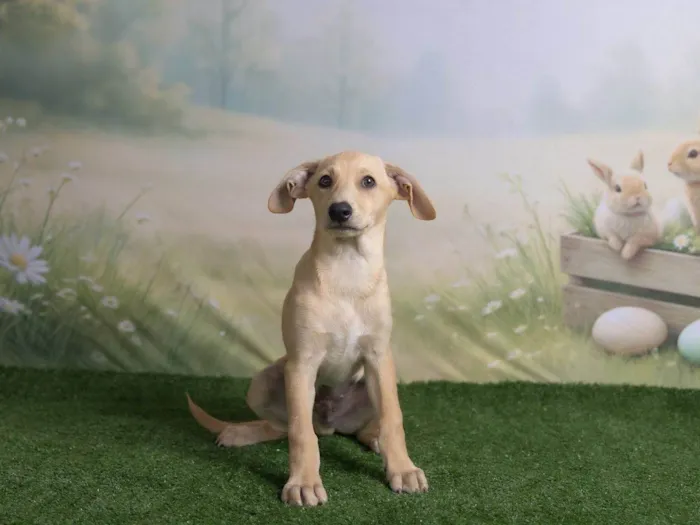Cachorro ra a SRD-ViraLata idade 2 a 6 meses nome Ralf 