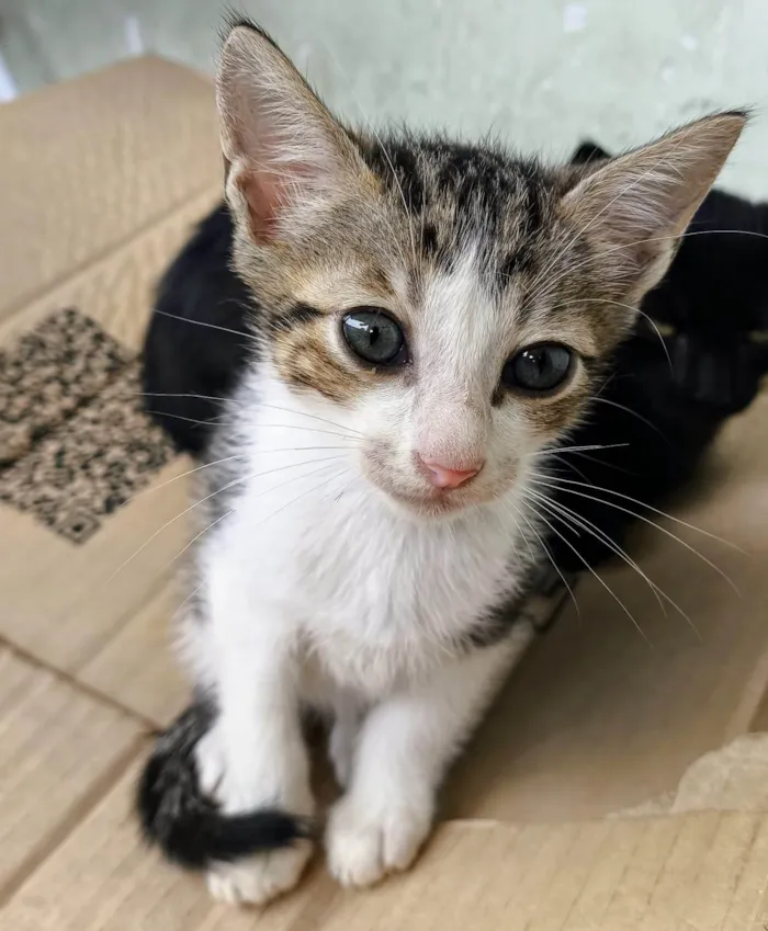 Gato ra a SRD-ViraLata idade 2 a 6 meses nome Surigato
