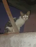 Surigato