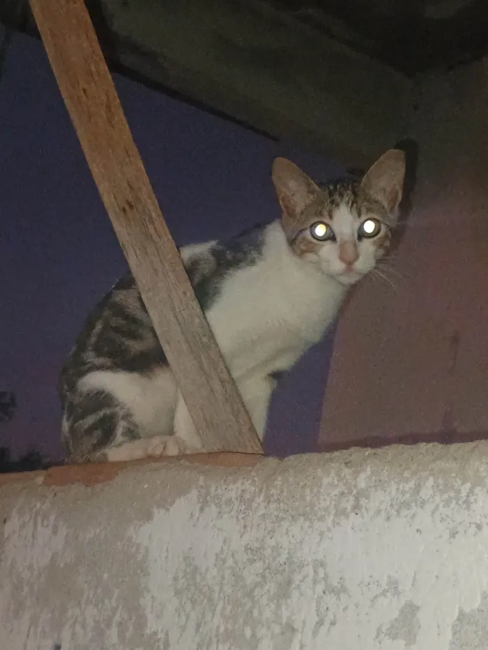 Gato ra a SRD-ViraLata idade 2 a 6 meses nome Surigato