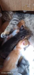 Peludinhos??