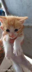Peludinhos??