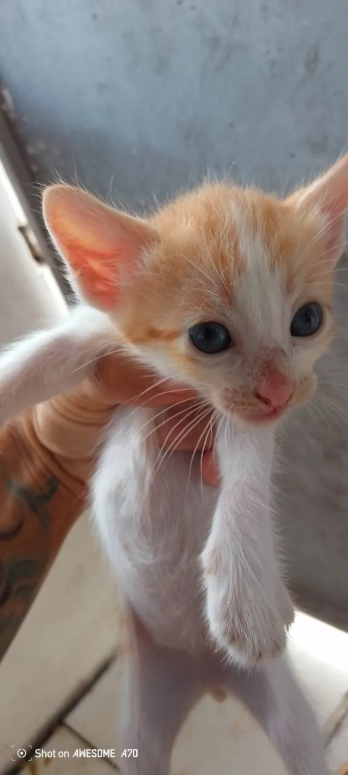 Gato ra a SRD-ViraLata idade Abaixo de 2 meses nome Peludinhos??