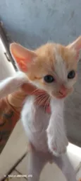 Peludinhos??