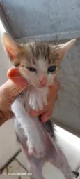 Peludinhos??