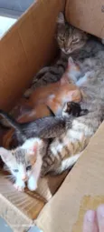 Peludinhos??