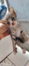 Peludinhos??