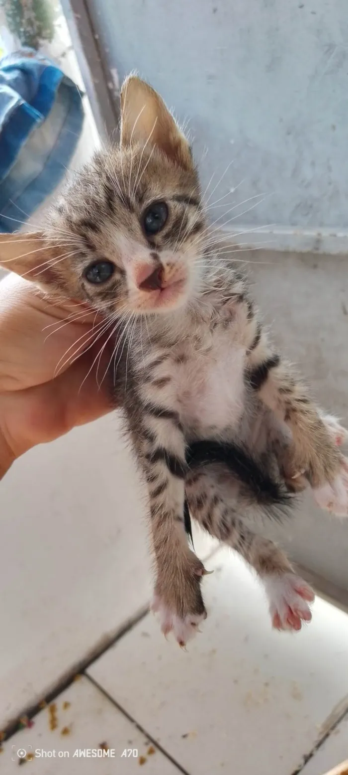 Gato ra a SRD-ViraLata idade Abaixo de 2 meses nome Peludinhos??