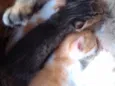 Peludinhos??