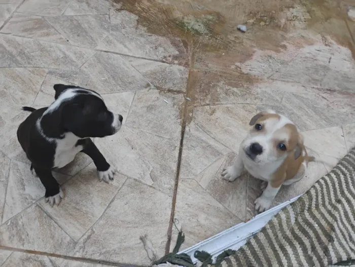 Cachorro ra a Pit-Bull idade Abaixo de 2 meses nome Hugo 