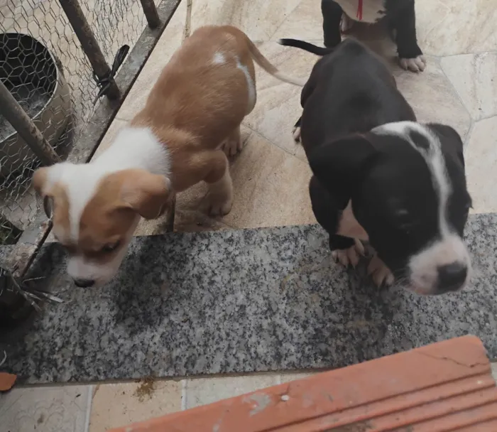 Cachorro ra a Pit-Bull idade Abaixo de 2 meses nome Hugo 