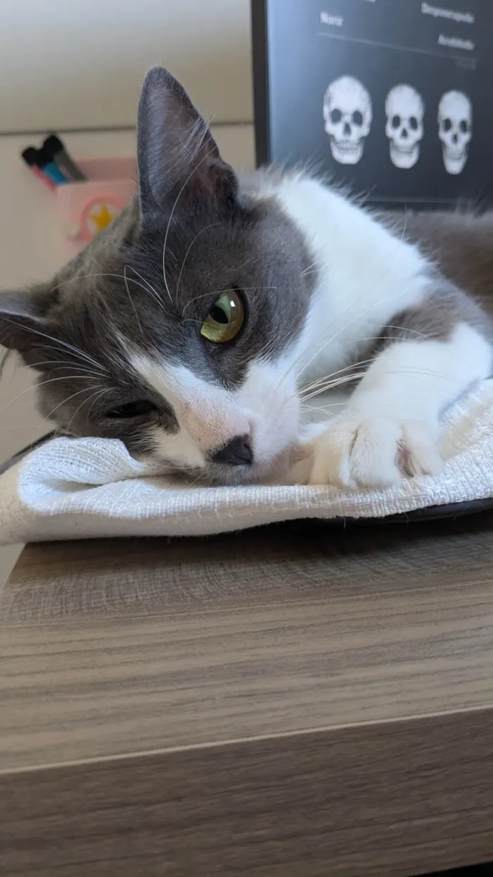 Gato ra a SRD-ViraLata idade 2 anos nome Iná
