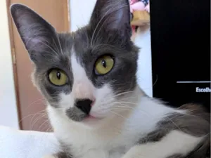 Gato raça SRD-ViraLata idade 2 anos nome Iná