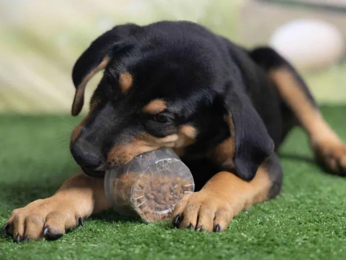 Cachorro ra a SRD-ViraLata idade 2 a 6 meses nome Tom 