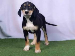 Cachorro raça SRD-ViraLata idade 2 a 6 meses nome Léo 