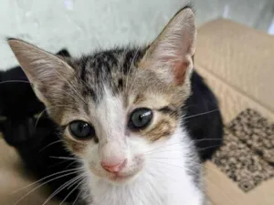 Gato raça SRD-ViraLata idade 2 a 6 meses nome Surigato