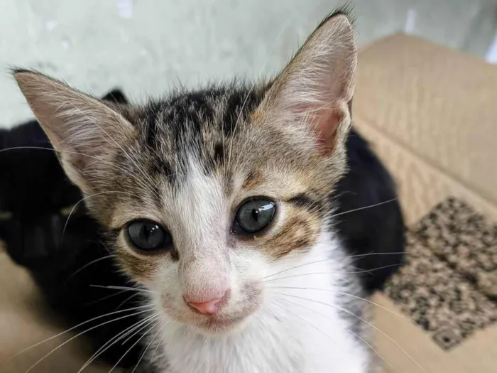 Gato ra a SRD-ViraLata idade 2 a 6 meses nome Surigato