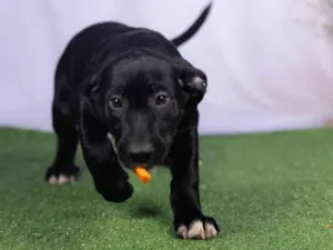 Cachorro raça SRD-ViraLata idade 2 a 6 meses nome Luck 