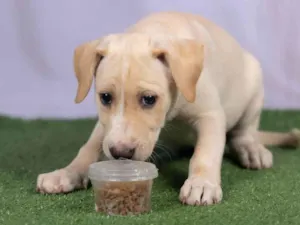 Cachorro raça SRD-ViraLata idade 2 a 6 meses nome Liz 