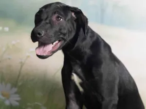Cachorro raça SRD-ViraLata idade 2 a 6 meses nome Bento 