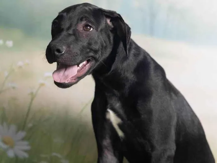 Cachorro ra a SRD-ViraLata idade 2 a 6 meses nome Bento 