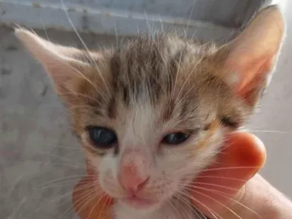 Gato raça SRD-ViraLata idade Abaixo de 2 meses nome Peludinhos??