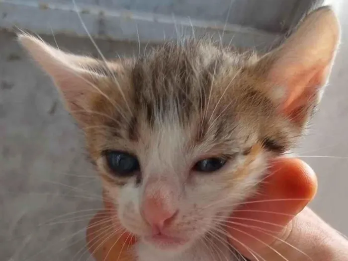 Gato ra a SRD-ViraLata idade Abaixo de 2 meses nome Peludinhos??