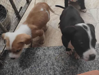 Cachorro raça Pit-Bull idade Abaixo de 2 meses nome Hugo 
