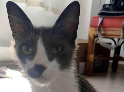 Gato raça SRD-ViraLata idade 2 anos nome Iná