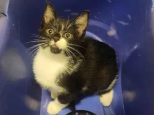 Gato raça SRD-ViraLata idade 2 a 6 meses nome Link
